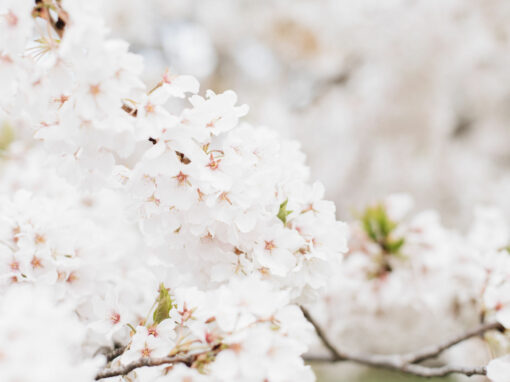 Health Benefits of Enjoying Washington DC’s Cherry Blossoms